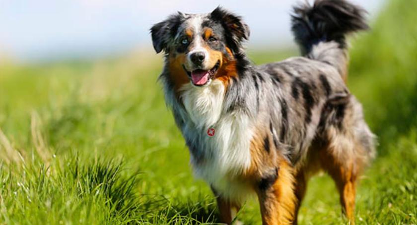 Ośrodek Adopcji Przytul Pyska poszukuje wolontariuszy