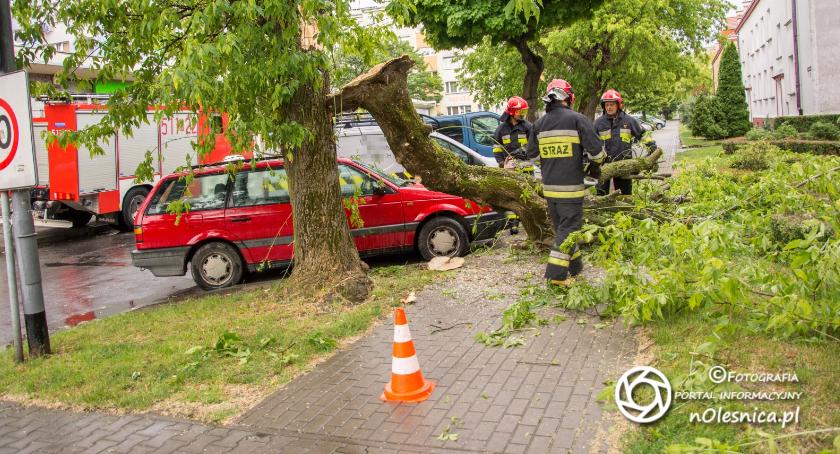 Powalone drzewo na Armii Krajowej