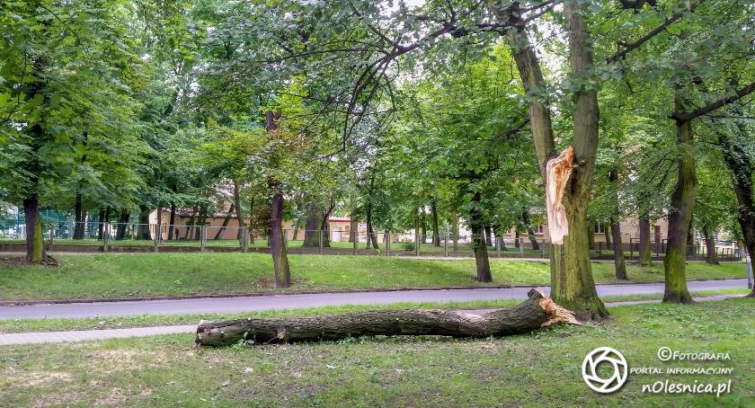 Drzewo uszkodziło latarnie oraz sieć energetyczną