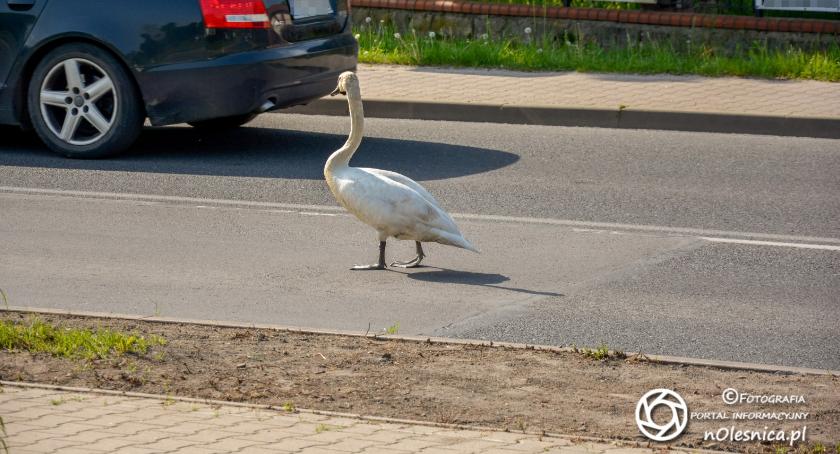Łabędź na jezdni