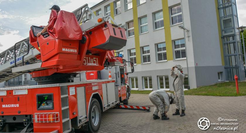 Strażacy zneutralizowali gniazdo os na terenie SP3