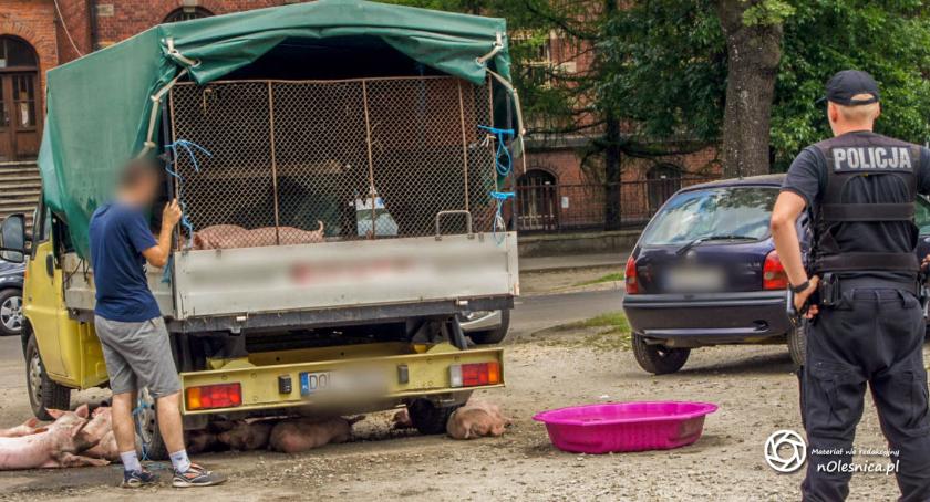 Oleśniczanie zatrzymani w Ostrowie za makabryczny transport świń - VIDEO