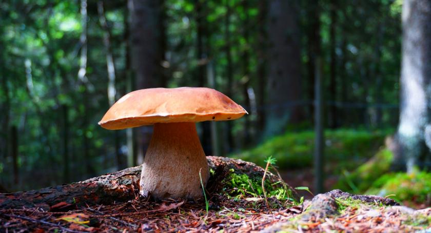 Kuchnia blisko natury: Leśne grzyby – minimum kalorii i maksimum smaku