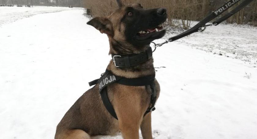 MELISA - czworonożny sycowski policjant