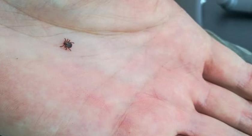 Oleśnickie nadleśnictwo ostrzega - pojawiły się kleszcze!