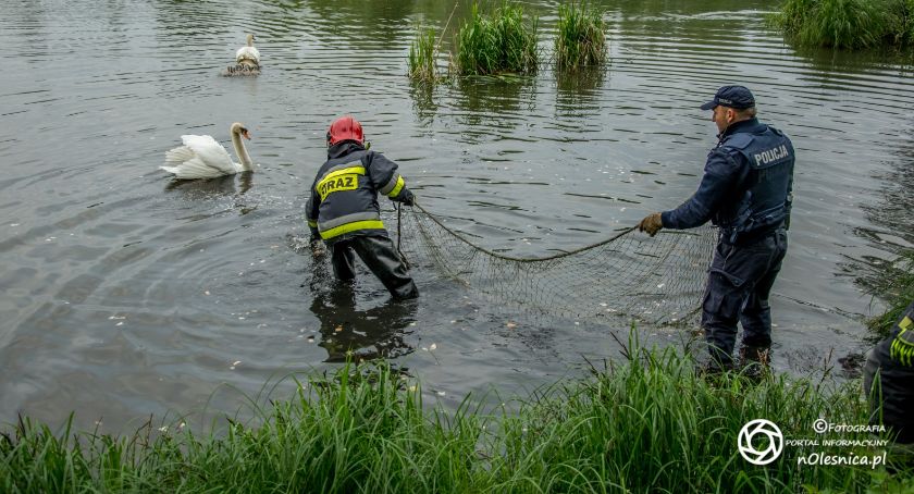 Służby na ratunek łabędziowi