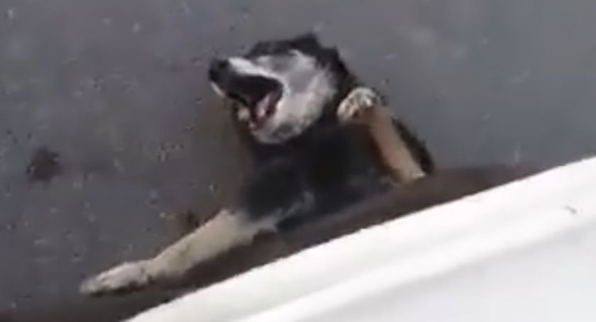 Mieszkaniec gminy Syców bestialsko rozjechał psa - drastyczne VIDEO