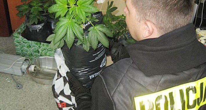 Marihuana w Sokołowicach