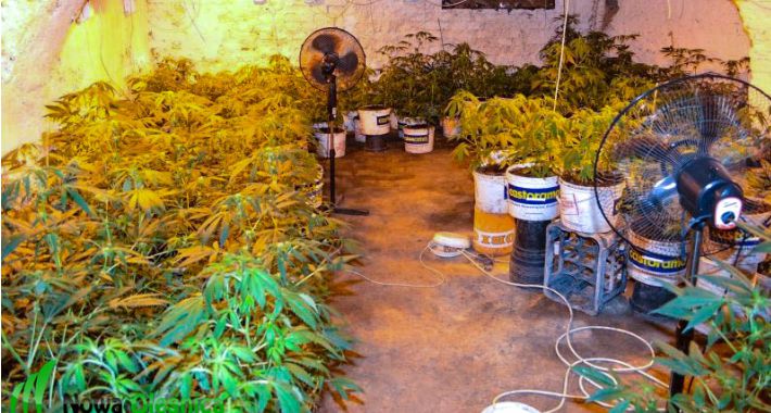 Marihuana zabezpieczona