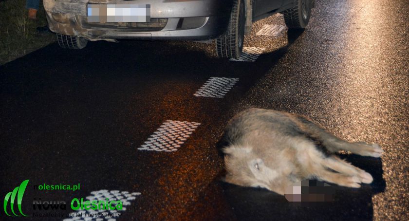 Dzik wpadł pod samochód