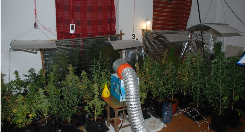 Plantacja marihuany w Bierutowie
