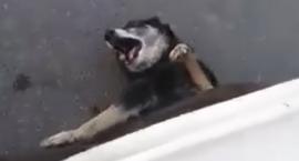 Re:Mieszkaniec gminy Syców bestialsko rozjechał psa - drastyczne VIDEO