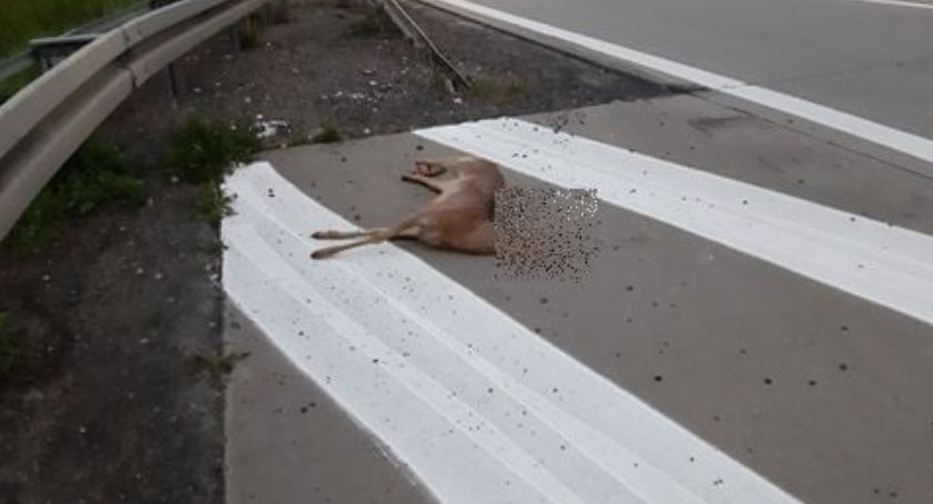 Zderzenie z sarną na autostradzie A4