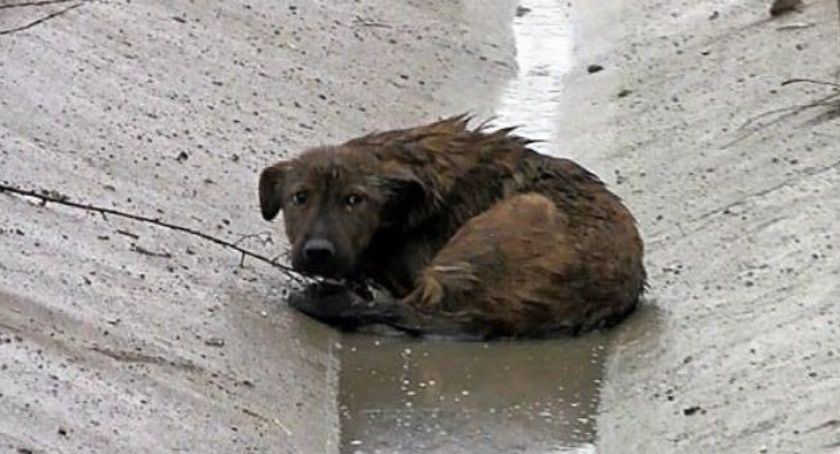 Wyrzucił szczeniaka przez okno - natychmiast trafił do aresztu !