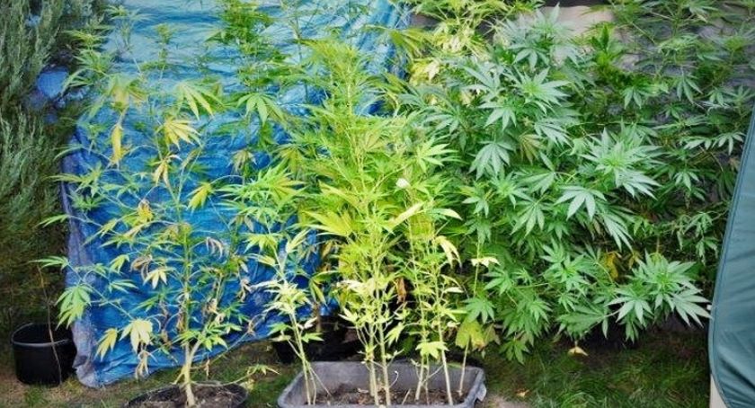 Kryminalni z komendy miejskiej zlikwidowali plantację konopi. Najdorodniejsze rośliny miały prawie 2 metry wysokości