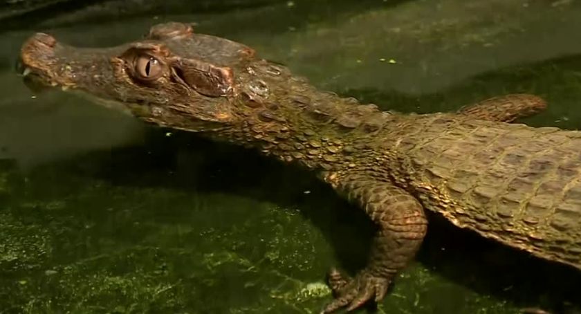 Jest w niezłej formie jak na to, co przeszedł - wrocławskie zoo o stanie kajmana schwytanego w parku
