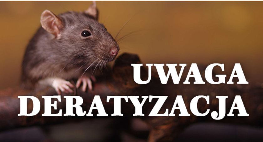 Jesienna deratyzacja we Wrocławiu 