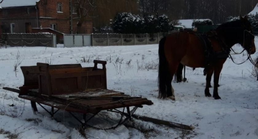 Spłoszone konie przewróciły sanie, którymi jechało pięć osób