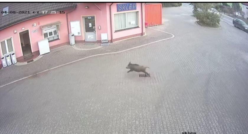 Dzik na Gazeli w Wilkszynie. WC dostępne dla wszystkich