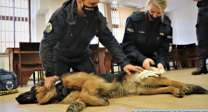 Policjanci z wrocławskiej prewencji wiedzą już, jak udzielić pomocy czworonożnym współpatrolowcom