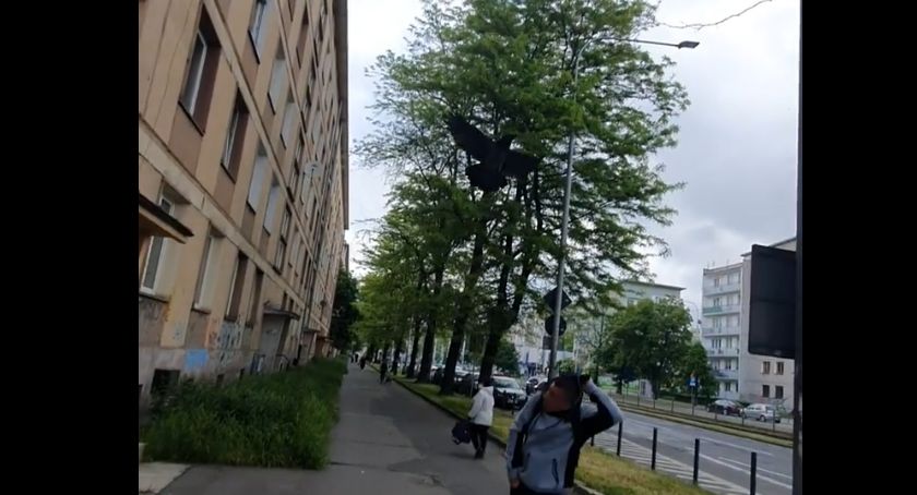 Agresywna wrona na Piłsudskiego