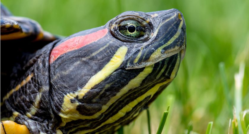 Herpetolodzy odłowią inwazyjne żółwie z Fosy Miejskiej