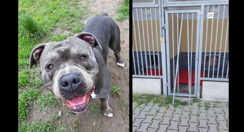 Złodzieje ukradli agresywnego psa ze schroniska. Policja i TOZ proszą o pomoc