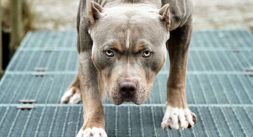5-letnia dziewczynka pogryziona przez pitbulla