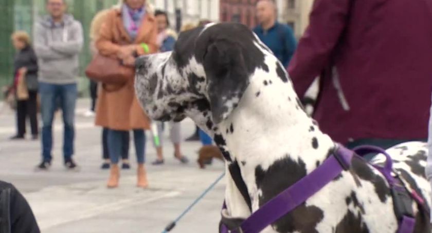 Czworonogi czekają na adopcję. Parada psów we Wrocławiu.