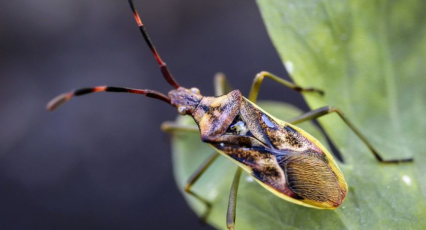 Plaga robactwa we Wrocławiu