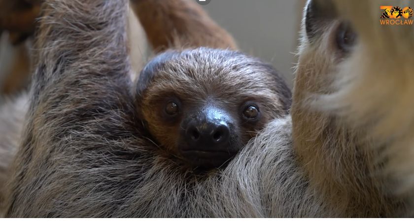Wymyśl imię dla syna Celiny i Apolla. Wrocławskie ZOO na propozycję czeka do końca dzisiejszego dnia