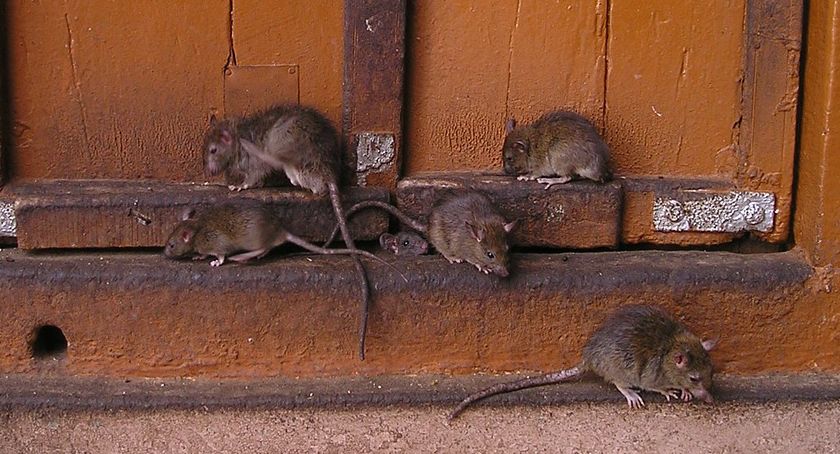 Plaga szczurów we Wrocławiu