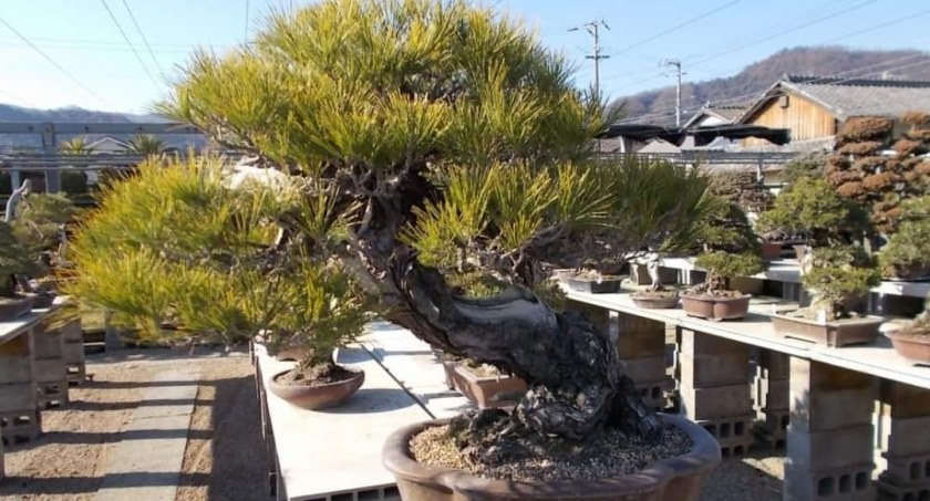 Ukradł drzewko bonsai warte 3 tysiące złotych. Wpadł, bo zgubił na miejscu włamania swój telefon komórkowy