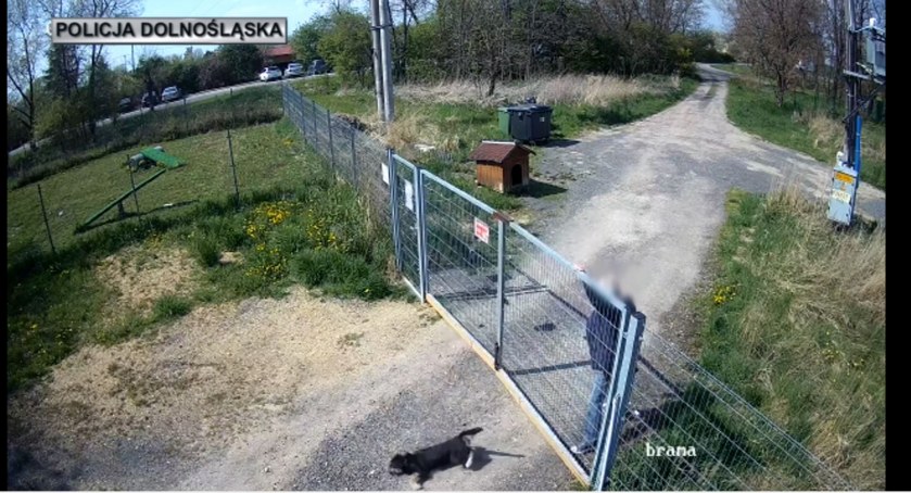 Brutalnie przerzucił swojego psa przez dwumetrową bramę. Mężczyzna z Jawora odpowie za znęcanie się nad zwierzęciem