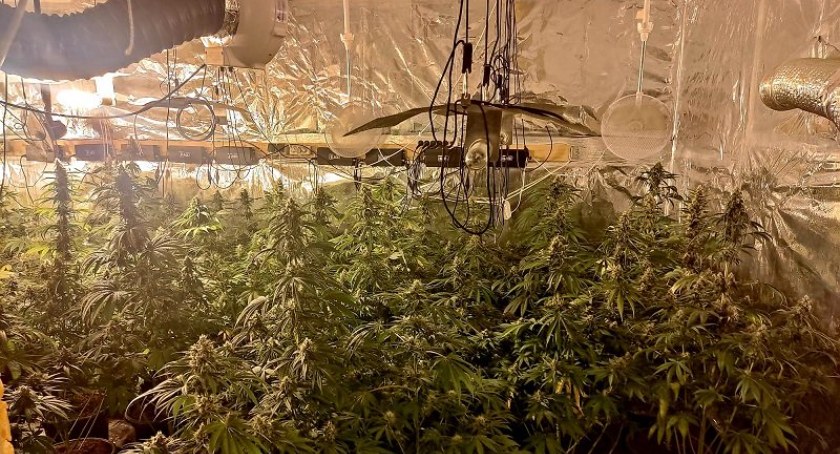 „Rodzinna” plantacja konopi zlikwidowana przez policjantów. Ojciec z synem przygotowane mieli już 8 kg gotowego suszu marihuany!
