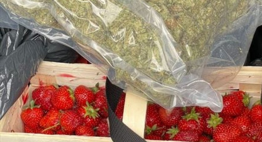Kłodzcy policjanci zatrzymali ojca z synem, którzy w aucie obok koszyka truskawek przewozili… 3 kg marihuany, a w domu mieli jeszcze nielegalny tytoń