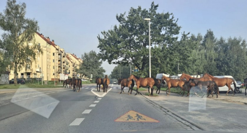 Pędzą konie po betonie...Zadziwiający widok na dobry początek dnia