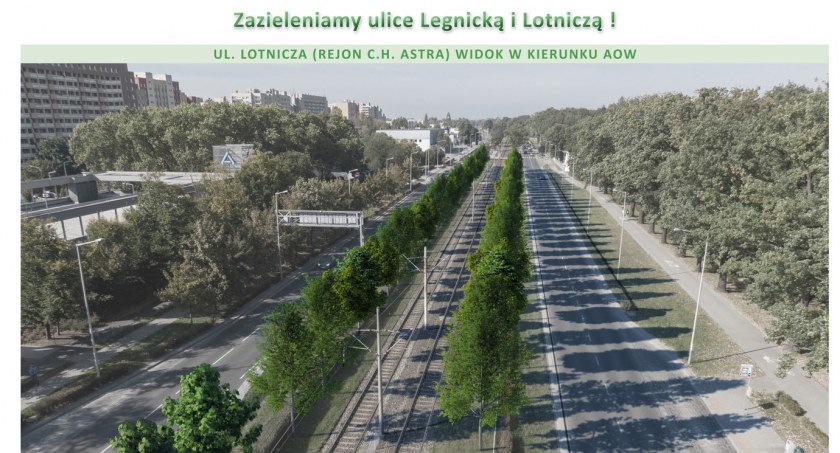 Rusza wielkie zazielenienie ulicy Legnickiej i Lotniczej we Wrocławiu! Miasto posadzi aż 932 drzewa z 16 gatunków