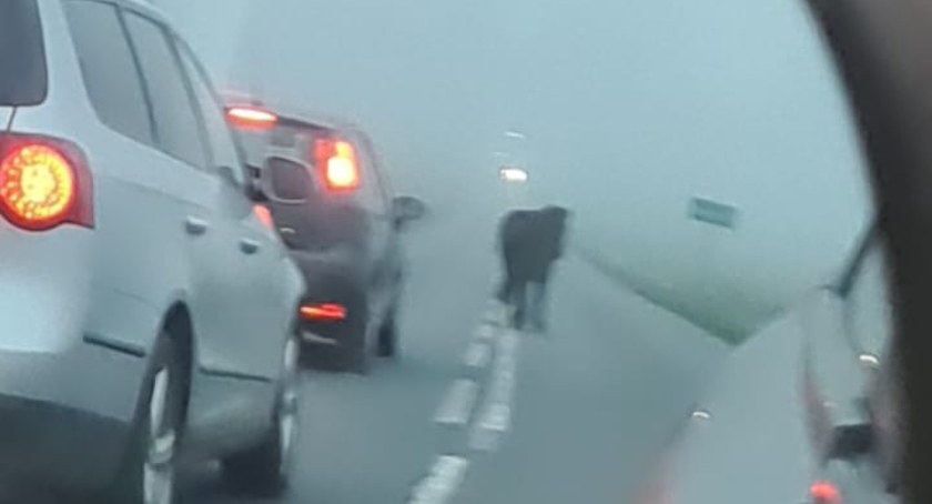Galopem zwiedzał okolice Strzelina. Koń uciekinier zatrzymany przez policję