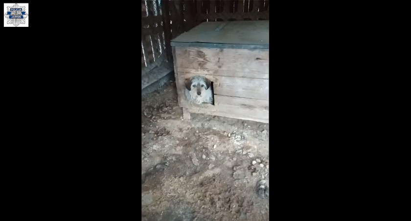 Interweniowali, aby uratować zaniedbane psy. Właścicielka zgotowała im piekło