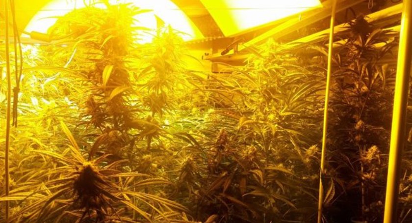 Ponad 5 kilogramów marihuany, kokaina oraz kilkadziesiąt krzaków konopi indyjskiej zabezpieczyli wrocławscy kryminalni