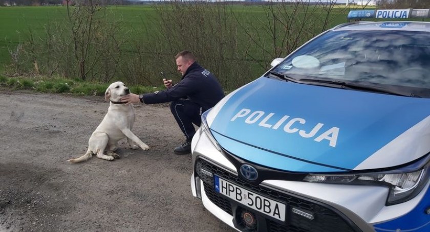Zagubiony pies błąkał się w okolicy zjazdu z autostrady - po interwencji policjantów powrócił do właścicieli