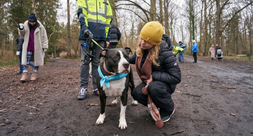 12 psiaków do adopcji. W niedzielę rusza kolejna edycja Inicjatywy Drugi Dom