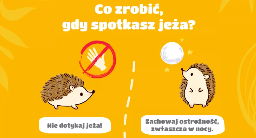 W trosce o małych przyjaciół –  FBSerwis wspiera jeże z wrocławskiego ZOO 