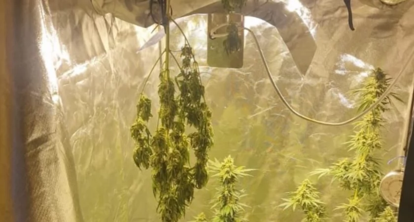 W garderobie zamiast ubrań miał… domową plantację konopi