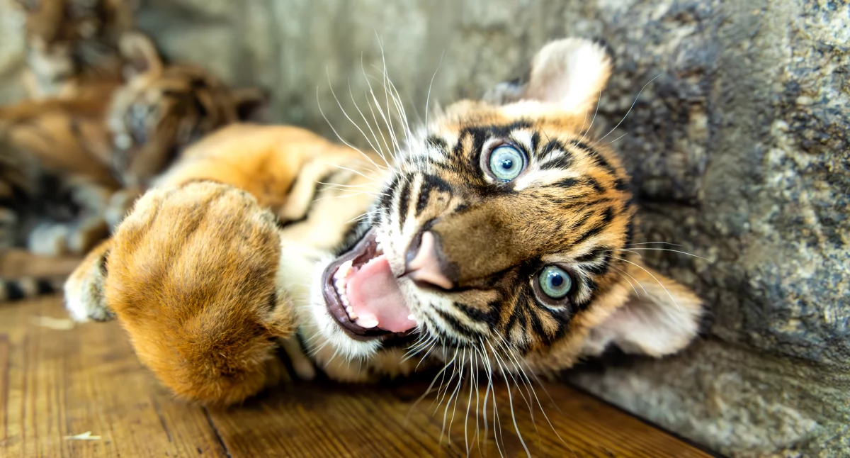 Sensacyjne narodziny we wrocławskim zoo! Na świat przyszły cztery tygrysy sumatrzańskie! 