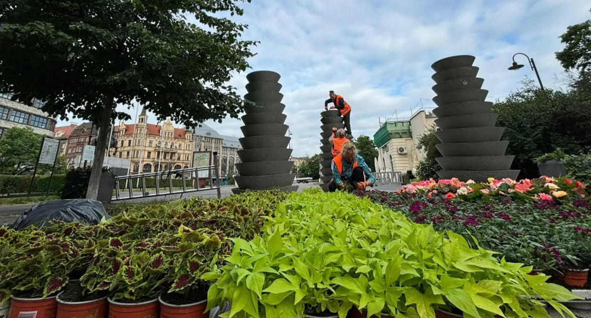 Miasto rozkwitnie latem! Zarząd Zieleni Miejskiej ogłosił przetarg na rośliny, które upiększą miejską przestrzeń