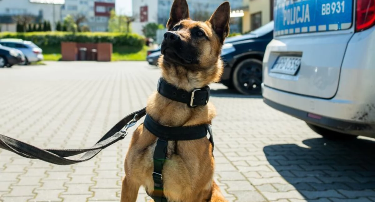 Szybka akcja lubińskiej policji. Zaginiony 81-latek odnaleziony dzięki psu tropiącemu