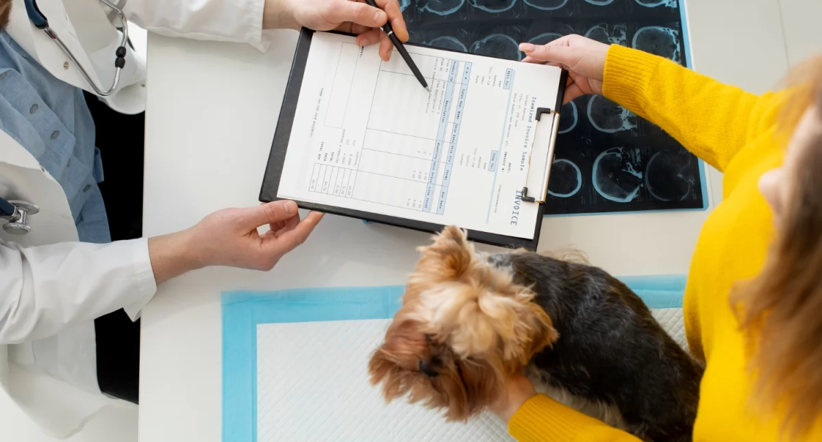TOP 5 usług, jakie oferuje przychodnia weterynaryjna MED-VET