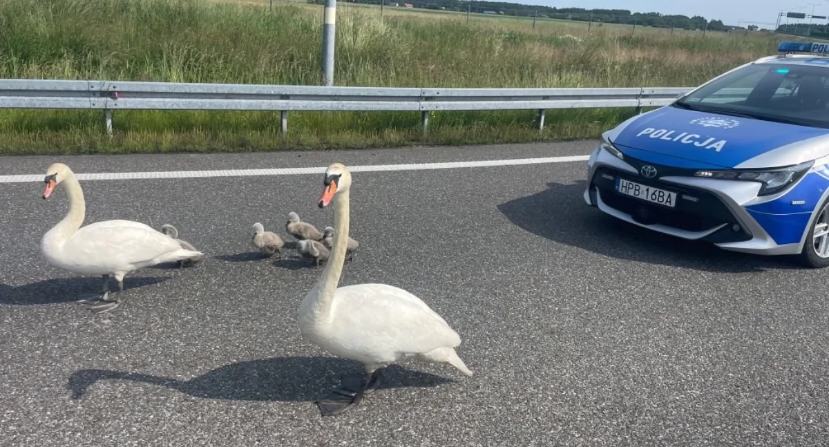 Niecodzienna akcja na drodze S8. Policja eskortowała łabędzią rodzinę